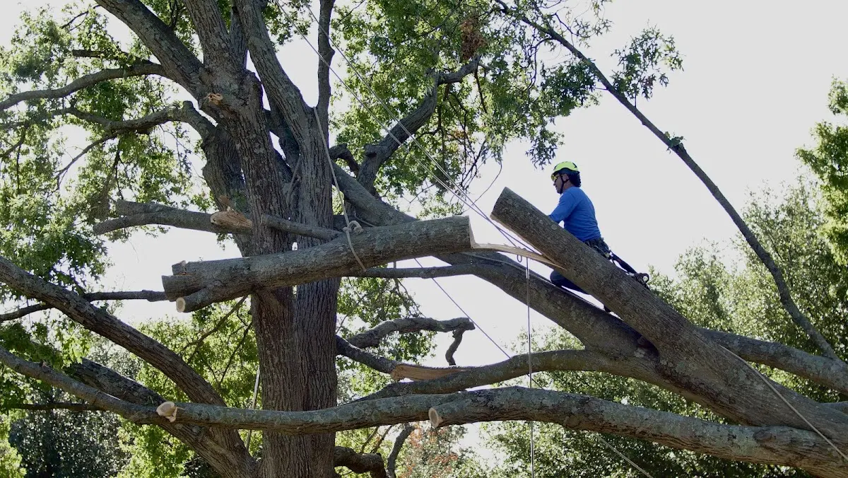 Professional Crown Thinning performed by certified arborists in Grady